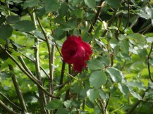 DSCF0877