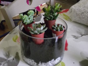 Etape 3 : je prépositionne mes plantes pour voir ce que cela va donner puis j'enlève les pots et je complète avec le terreau.