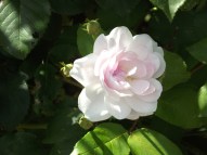 Rosier Thé